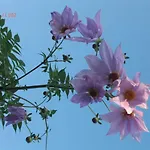 拉穆莱尼尔住宿加早餐旅馆 住宿加早餐酒店 圣塞巴斯蒂安苏尔