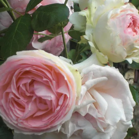 La Mulonniere Bed & Breakfast Saint-Sébastien-sur-Loire