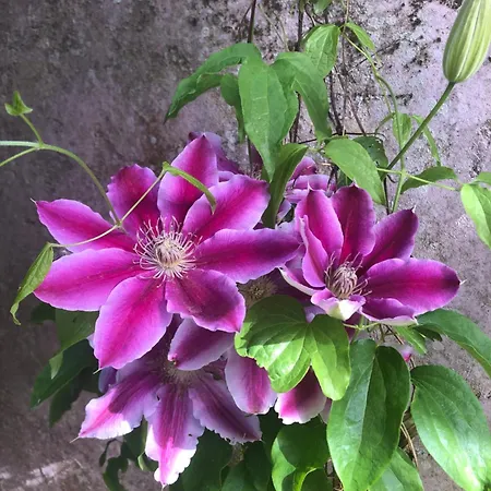 Bed & Breakfast La Mulonniere